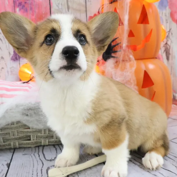 Male Pembroke Welsh Corgi puppy named Harry for sale at Petland Monroeville.