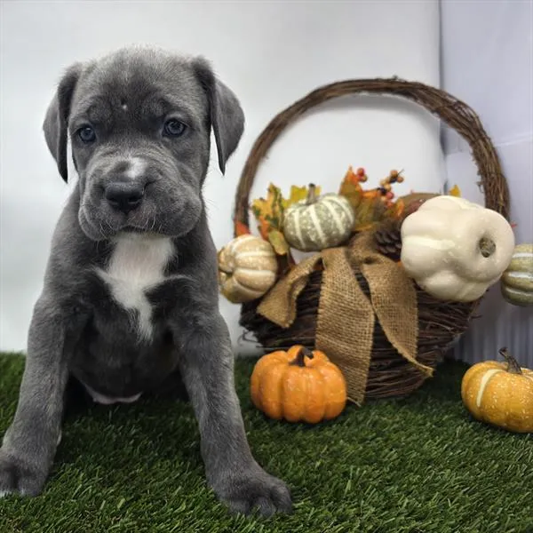 Female Cane Corso puppy named Ivette for sale at Petland Monroeville.