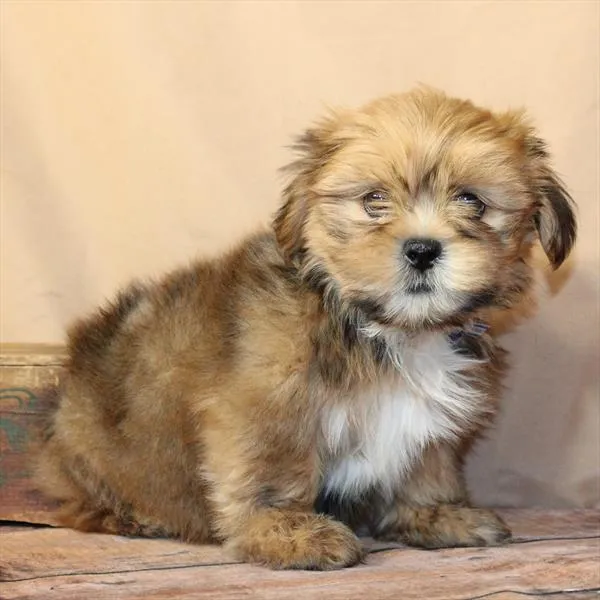 Male Lhasa Apso puppy named Thomas for sale at Petland Monroeville.