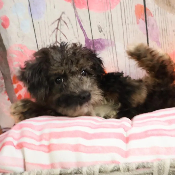 Male Mini Poodle puppy named Richard for sale at Petland Monroeville.