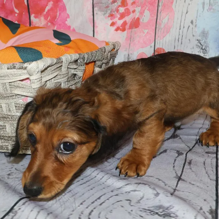 Male Dachshund puppy named Darryl for sale at Petland Monroeville.