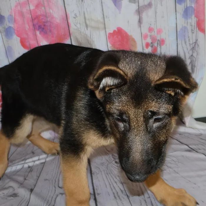 Male German Shepherd puppy named Alaric for sale at Petland Monroeville.