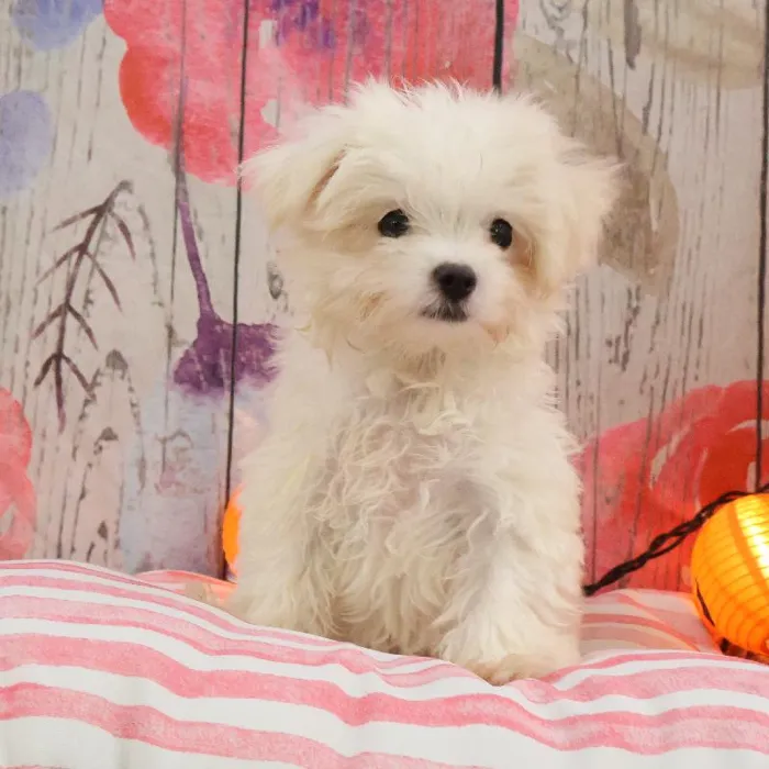 Male Maltese puppy named Robert for sale at Petland Monroeville.