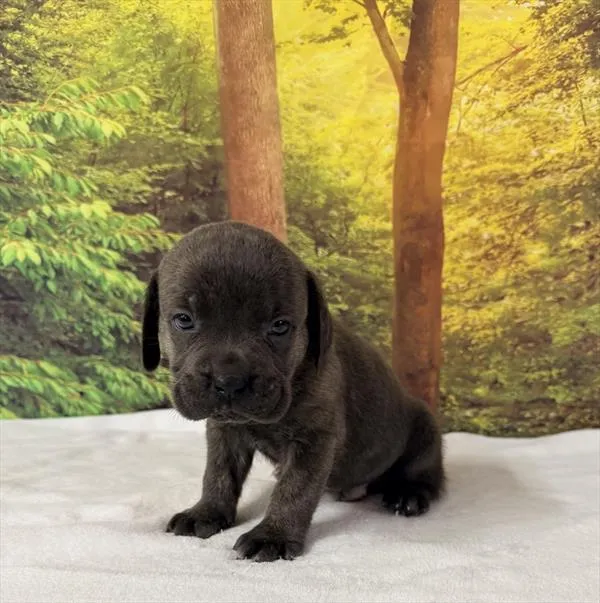 Male Cane Corso puppy named James for sale at Petland Monroeville.