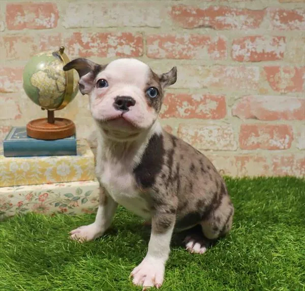 Male Boston Terrier puppy for sale at Petland Monroeville.