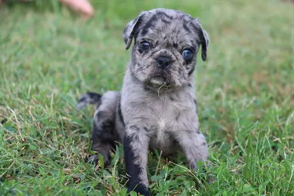 Male Pug puppy for sale at Petland Monroeville.