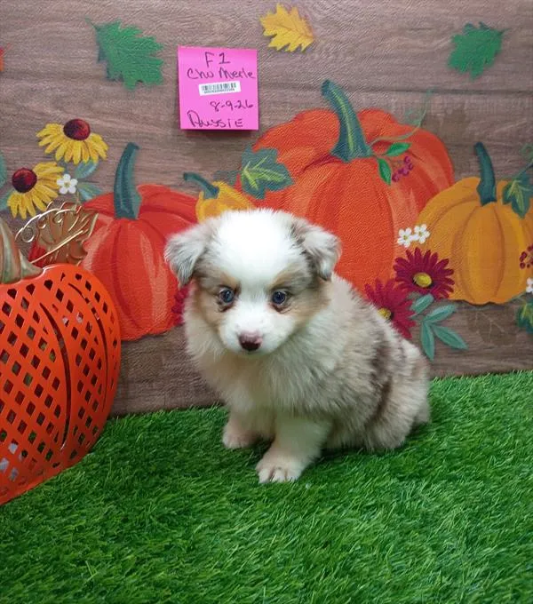 Female Miniature Australian Shepherd puppy for sale at Petland Monroeville.