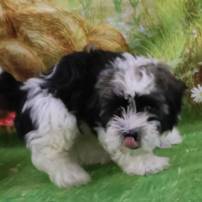 Male Havanese puppy for sale at Petland Monroeville.
