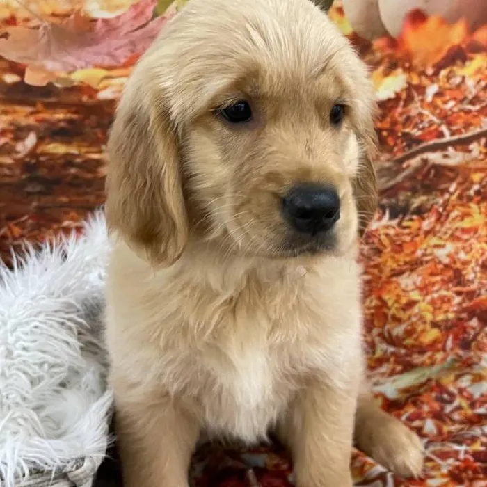 Female Golden Retriever puppy for sale at Petland Monroeville.