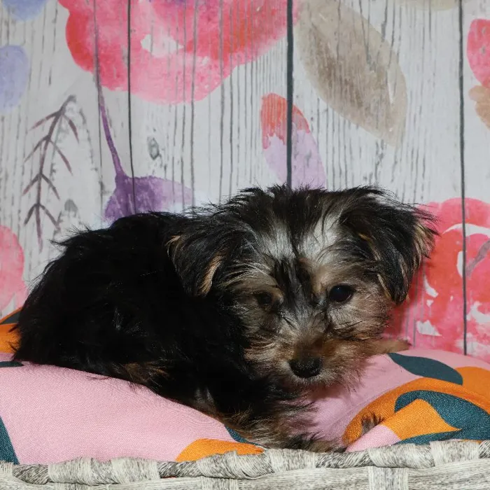 Female Yorkie puppy named Camie for sale at Petland Monroeville.