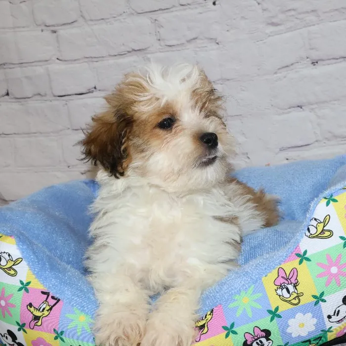Male Teddy Bear puppy named John for sale at Petland Monroeville.
