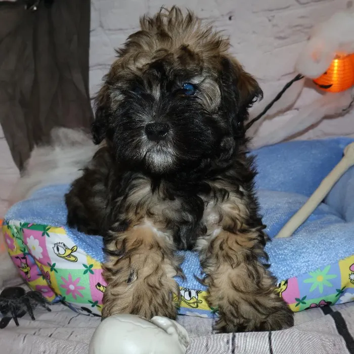 Male Havanese puppy named Carlos for sale at Petland Monroeville.