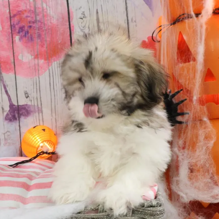 Male Teddy Bear puppy named Tim for sale at Petland Monroeville.