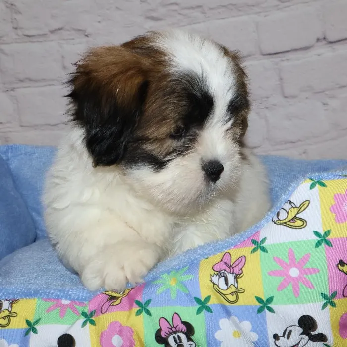 Female Lhasa Apso puppy named Nicky for sale at Petland Monroeville.