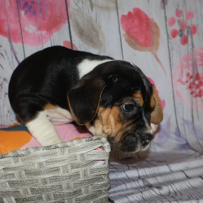 Male Beabull puppy named Richard for sale at Petland Monroeville.