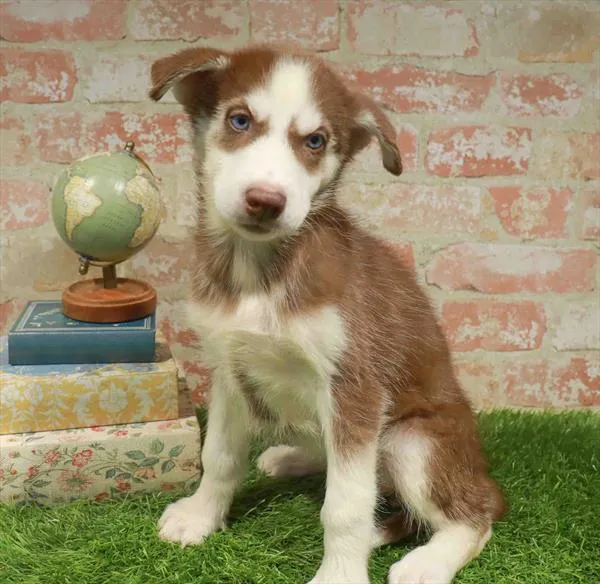 Female Siberian Husky puppy named Jeanne for sale at Petland Monroeville.