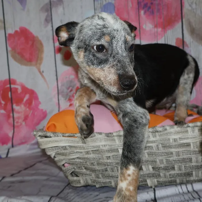 Male Australian Cattle Dog puppy named Mark for sale at Petland Monroeville.