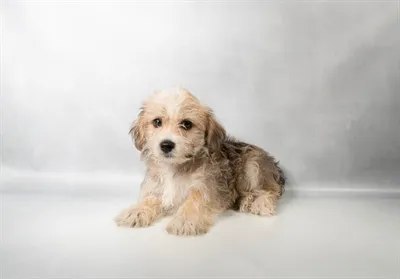 Male Morkie puppy named Paul for sale at Petland Monroeville.