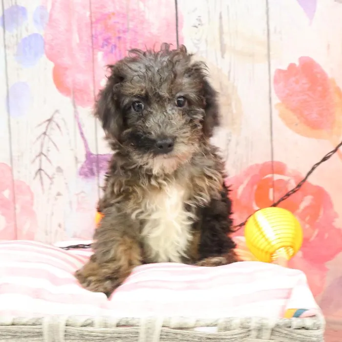 Male Mini Poodle puppy named Richard for sale at Petland Monroeville.