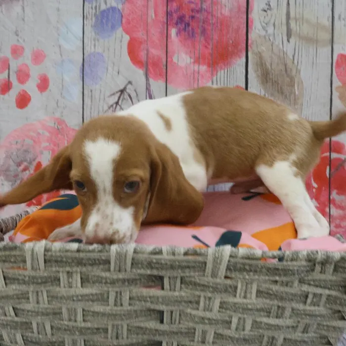 Male Beagle puppy named Craig for sale at Petland Monroeville.