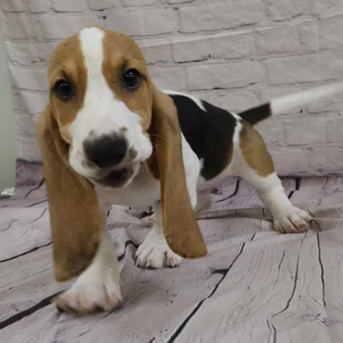 Male Basset Hound puppy for sale at Petland Monroeville.