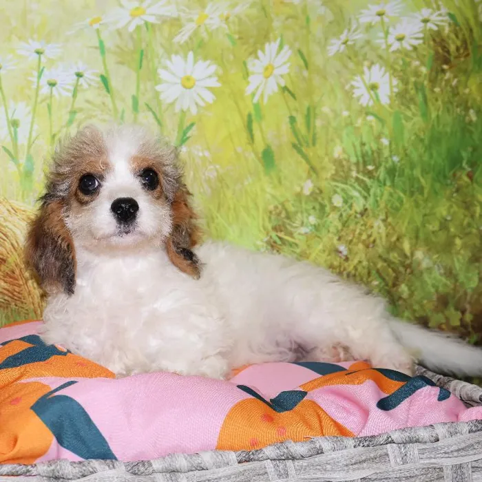 Female Cavapoo puppy named Bonnie for sale at Petland Monroeville.
