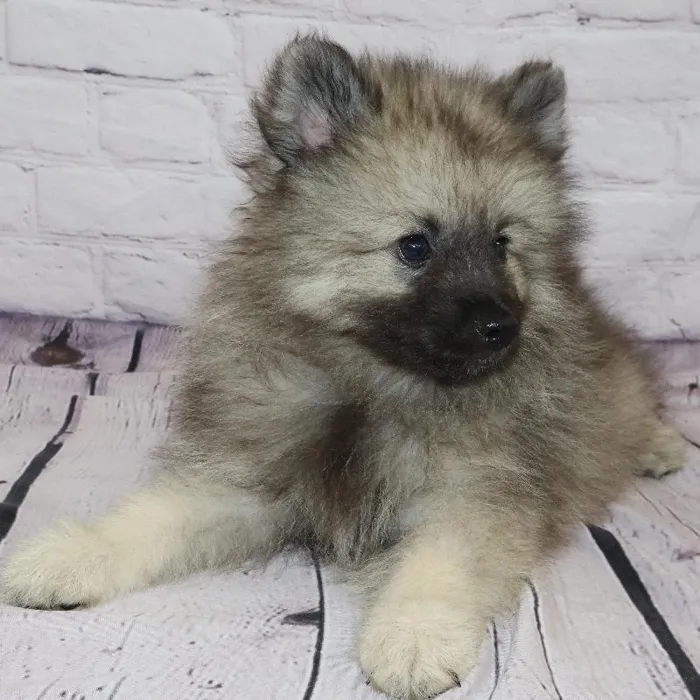 Male Keeshond puppy named Richard for sale at Petland Monroeville.
