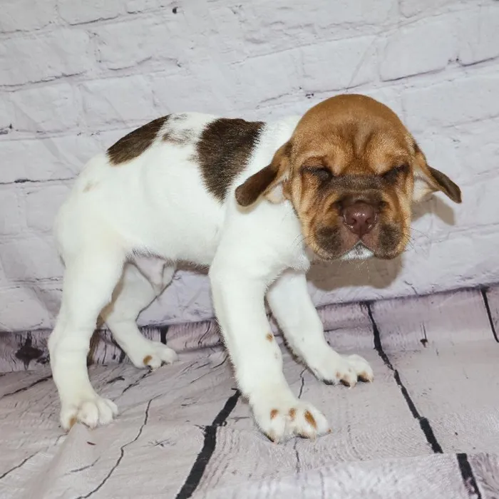 Male Mini Hippo puppy named Rodney for sale at Petland Monroeville.