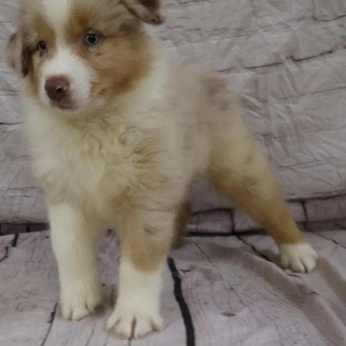 Male Australian Shepherd puppy named Kenneth for sale at Petland Monroeville.