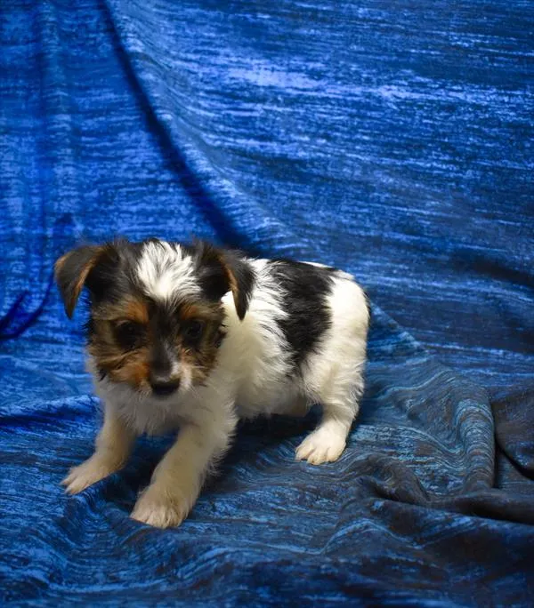 Female Yorkie puppy named Kristy for sale at Petland Monroeville.