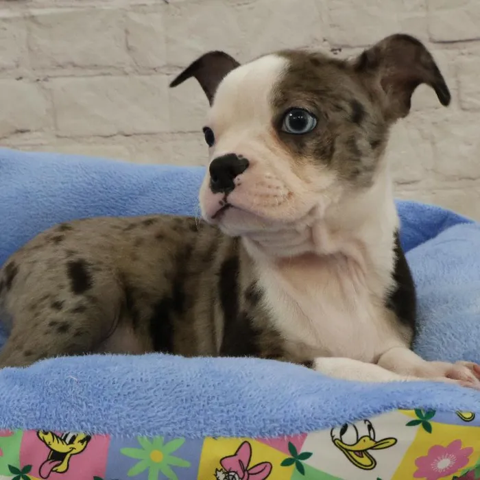 Male Boston Terrier puppy named John for sale at Petland Monroeville.