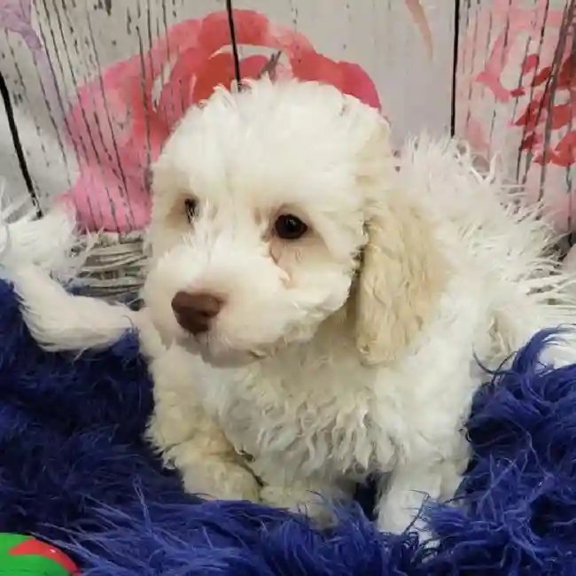 Male Bichon- Poo puppy for sale at Petland Monroeville.