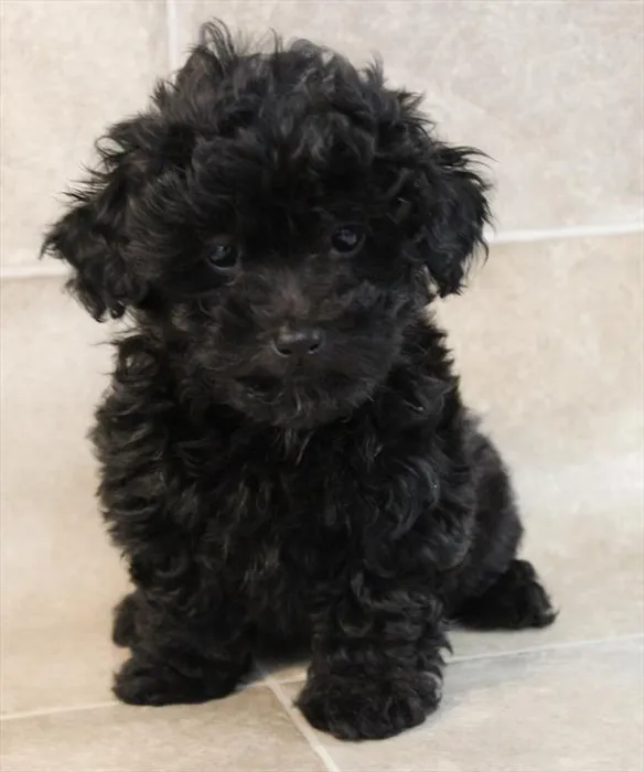 Male Yorkie-Poo puppy named Everett for sale at Petland Monroeville.