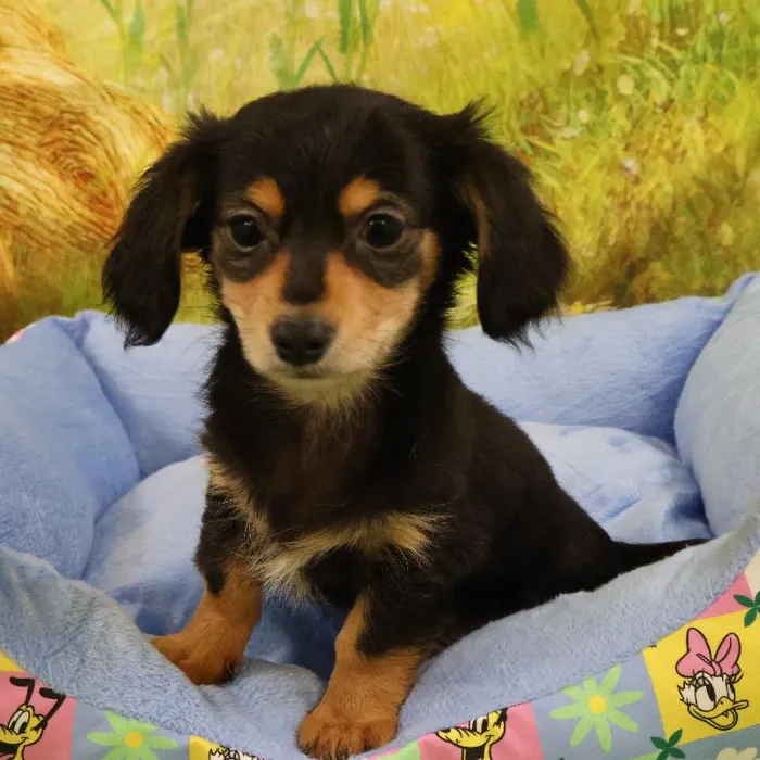Male Chiweenie puppy named Jonathan for sale at Petland Monroeville.
