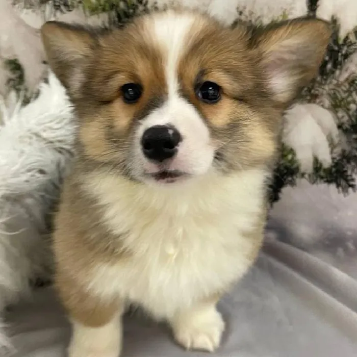 Female Pembroke Welsh Corgi puppy for sale at Petland Monroeville.