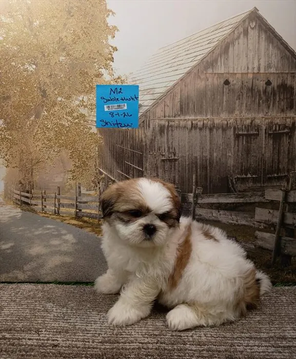 Male Shih Tzu puppy for sale at Petland Monroeville.
