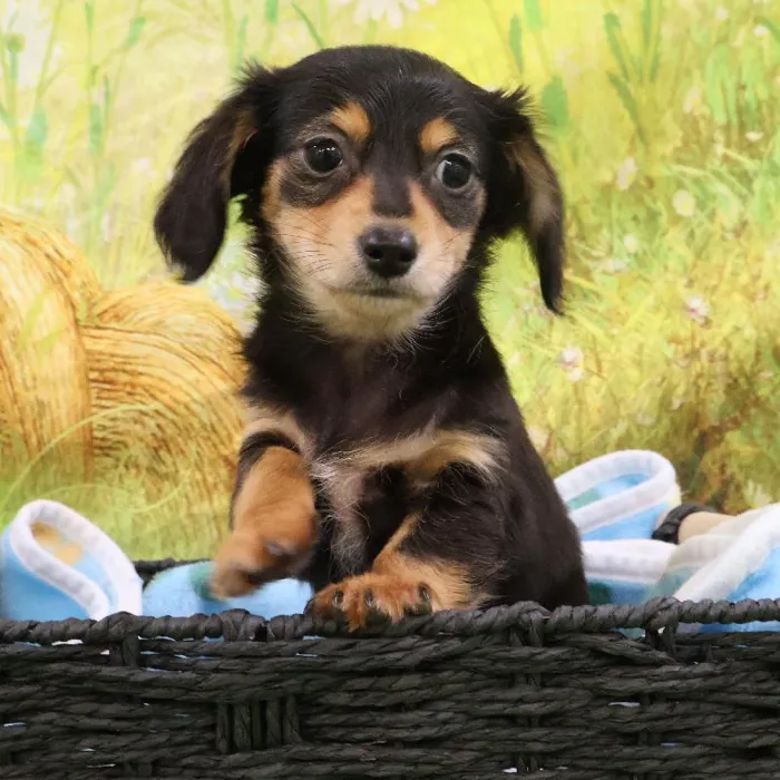 Male Chiweenie puppy named Jonathan for sale at Petland Monroeville.