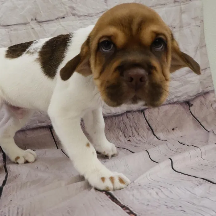 Male Mini Hippo puppy named Rodney for sale at Petland Monroeville.
