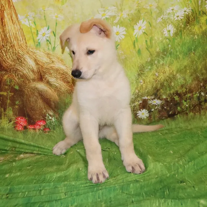 Male German Shepherd puppy named Henry for sale at Petland Monroeville.