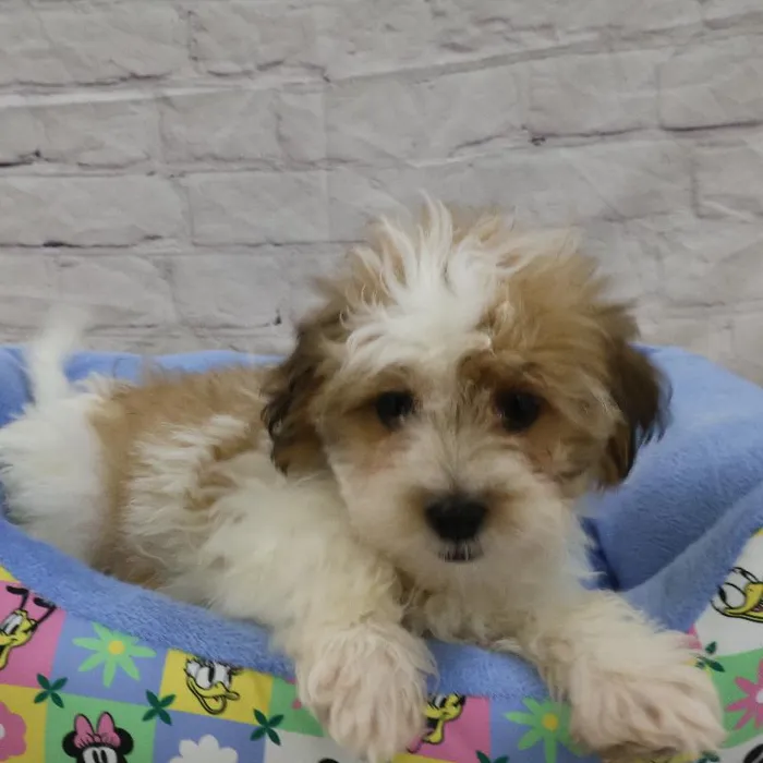 Male Teddy Bear puppy named John for sale at Petland Monroeville.