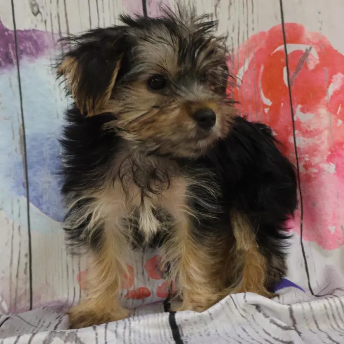 Female Yorkie puppy named Camie for sale at Petland Monroeville.