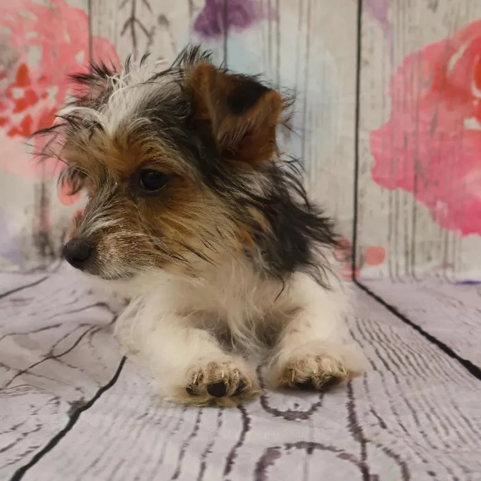 Female Yorkie puppy named Kristy for sale at Petland Monroeville.