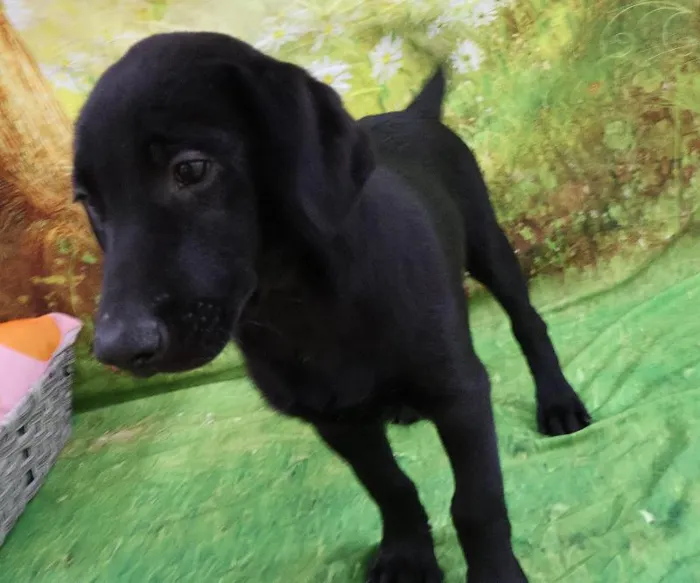 Male Labrador Retriever puppy named Shadow for sale at Petland Monroeville.