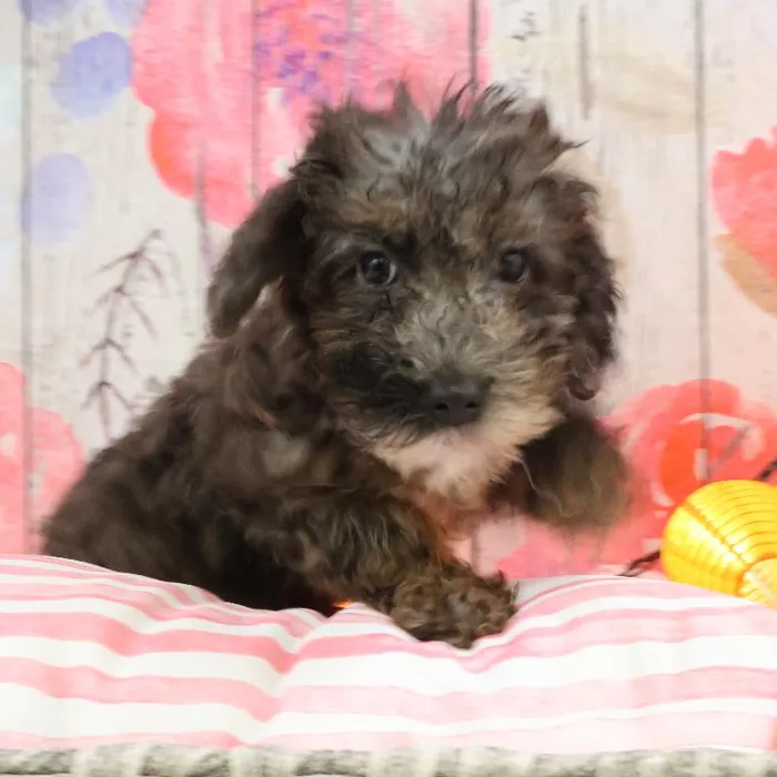 Male Mini Poodle puppy named Richard for sale at Petland Monroeville.