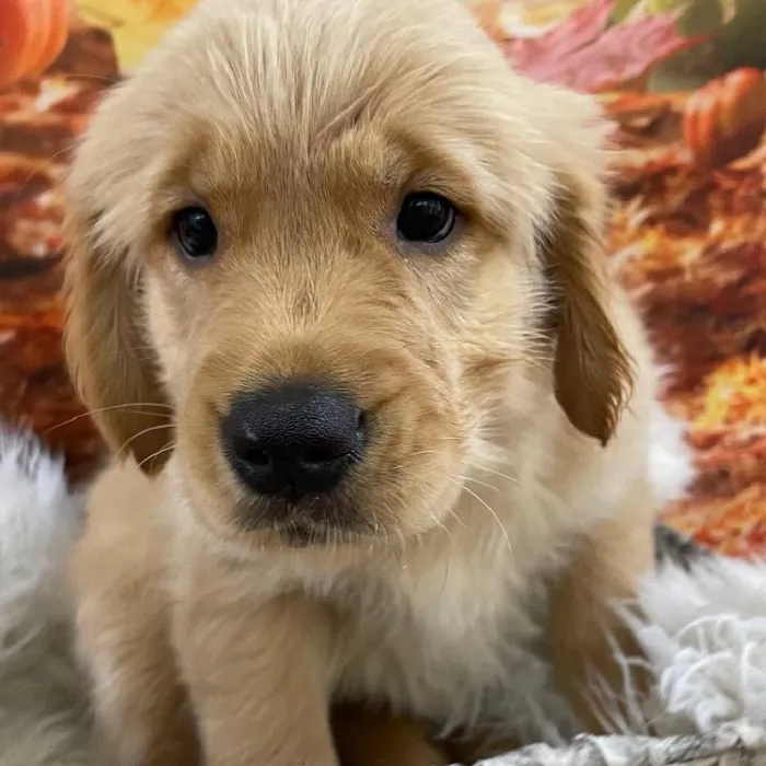Female Golden Retriever puppy for sale at Petland Monroeville.