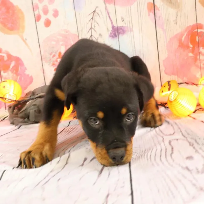 Male Rottweiler puppy named Carl for sale at Petland Monroeville.
