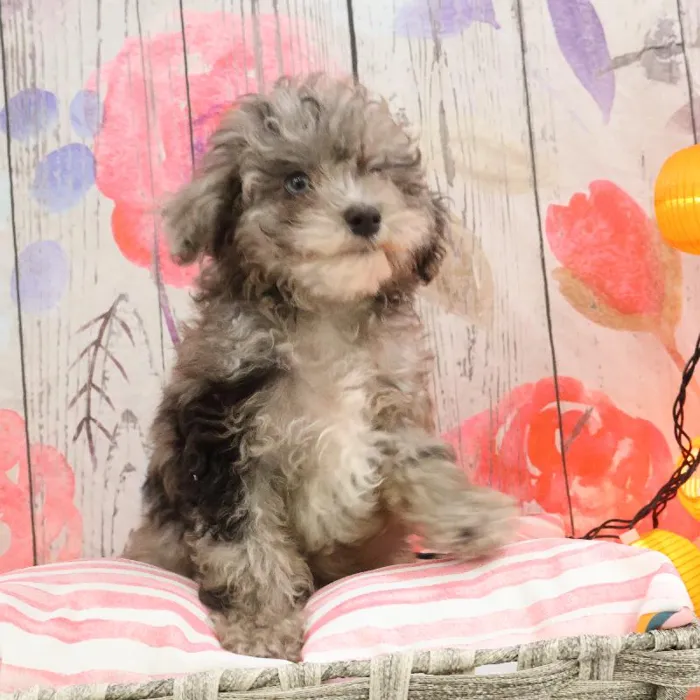 Male Shipoo puppy named Doyle for sale at Petland Monroeville.