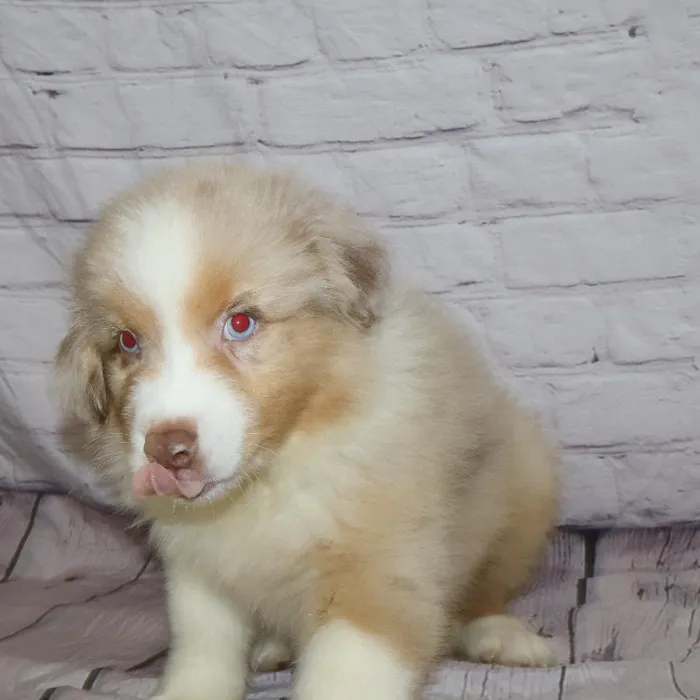 Male Australian Shepherd puppy named Kenneth for sale at Petland Monroeville.