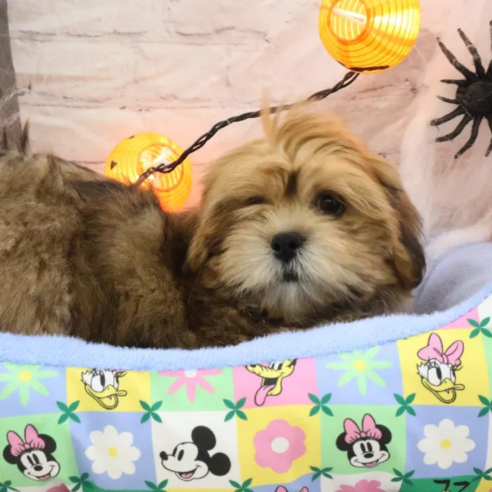 Male Lhasa Apso puppy named Thomas for sale at Petland Monroeville.