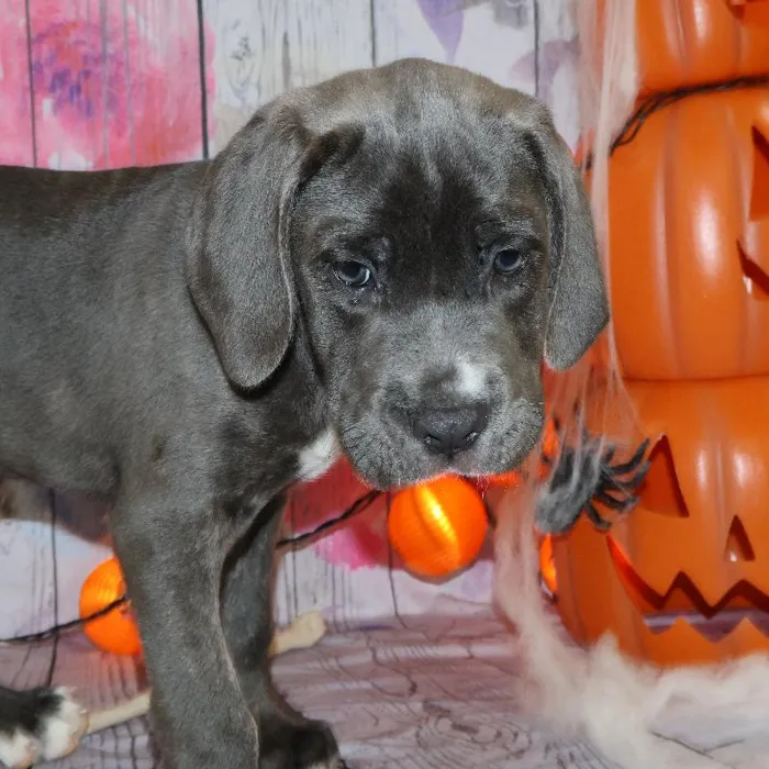 Female Cane Corso puppy named Ivette for sale at Petland Monroeville.